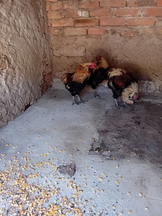 Cocosi araucana  tineri