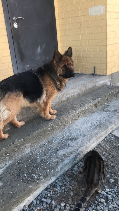 Потерялась немецкая овчарка