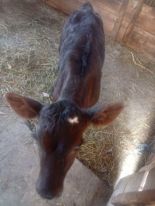 Vând vițel angus vârstă 1 săptămână