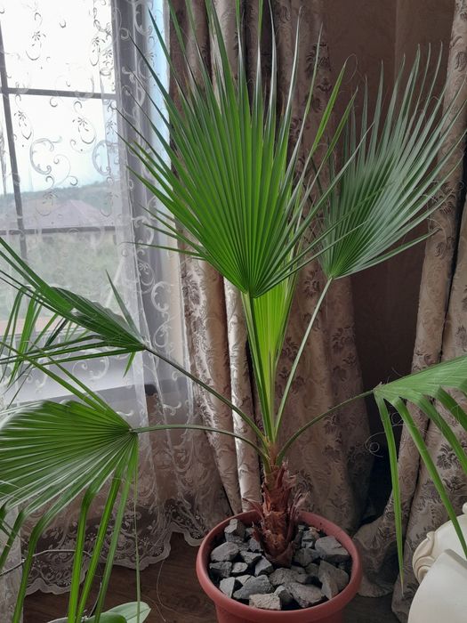 Пальма Вашингтония