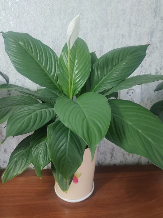Продам пышный спатифилум
