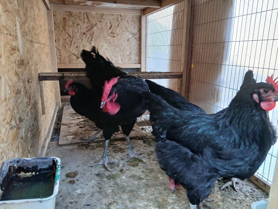 Qora shag'zoda tovuqlar sotiladi