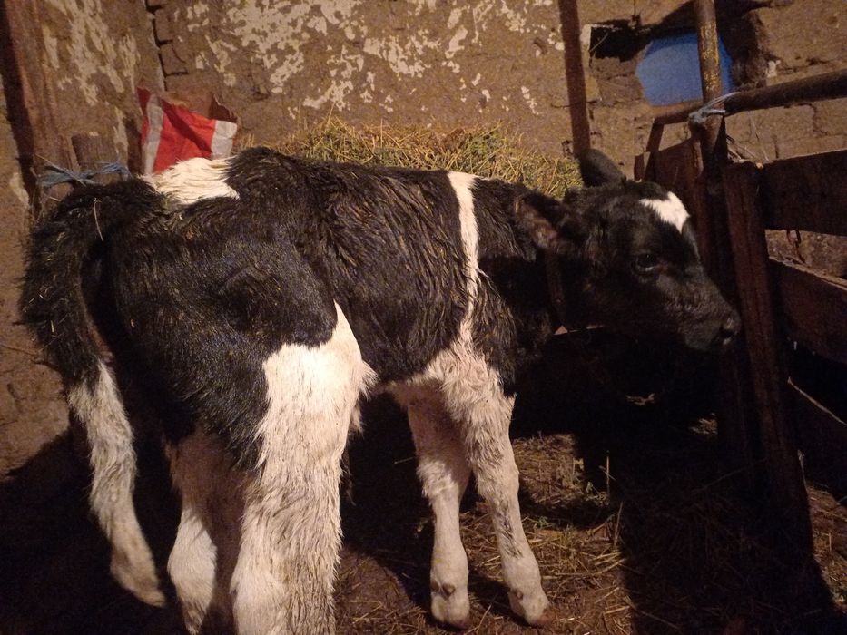 Продавам мъжко теле новородено