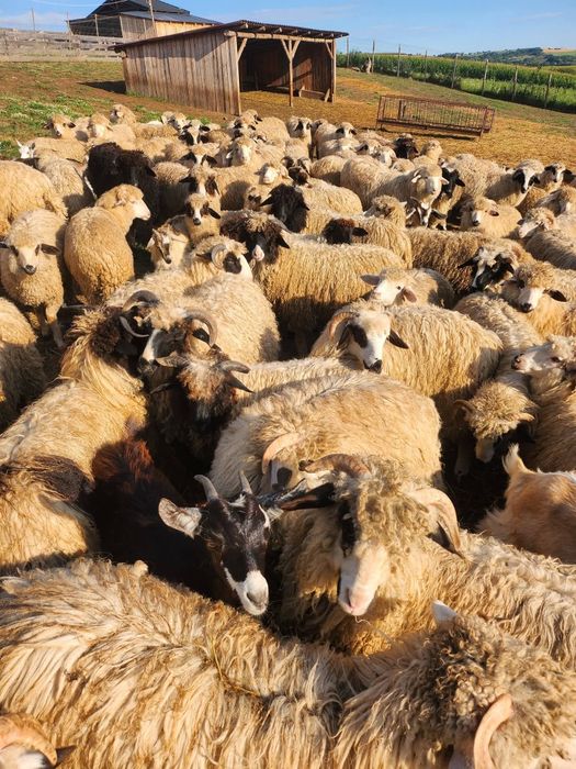 Vând 180 de oi cu lapte, rasa bîle si breze, - 850lei/buc