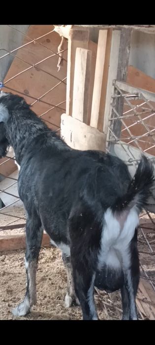 Англонубин тоза зотли така сотилади