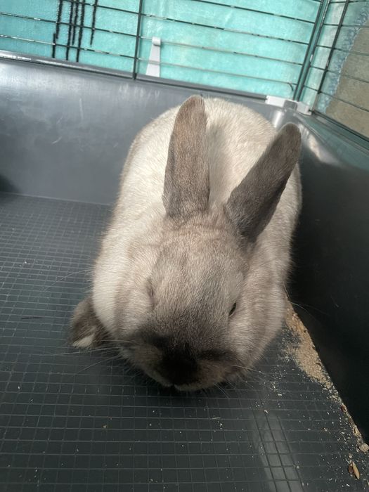 Кролик декоративный