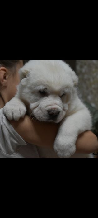 Шикарный кобель Среднеазиатской овчарки