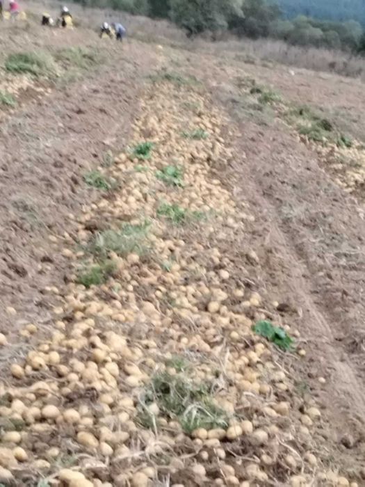 Продавам едър картоф Сорая 0.40 цента . Семе Сорая 0.20 цента