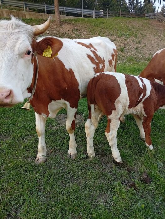Vaca cu vitel la prima fatare