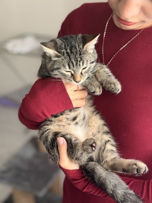 Котенок ищет дом
