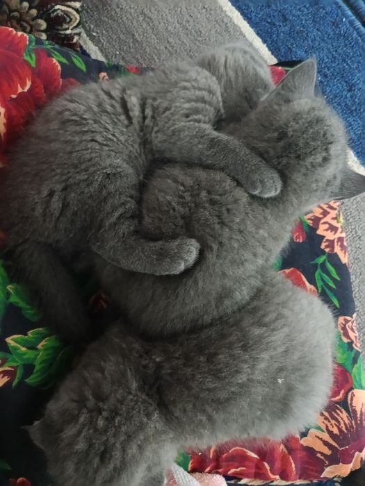 Britanski fold mushuklar sotiladi