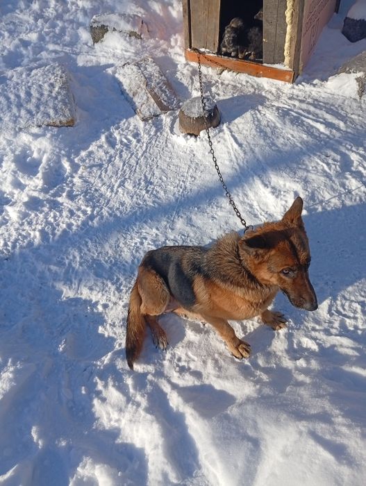 Продаю слбаку авчарка