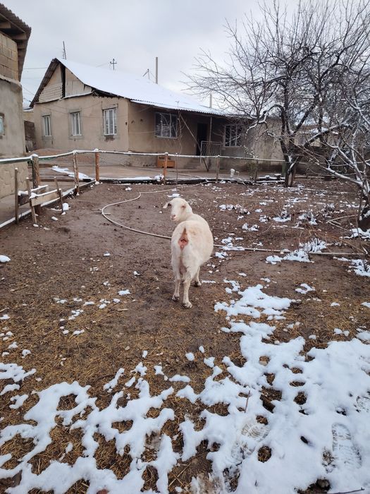 Продам русскую казу