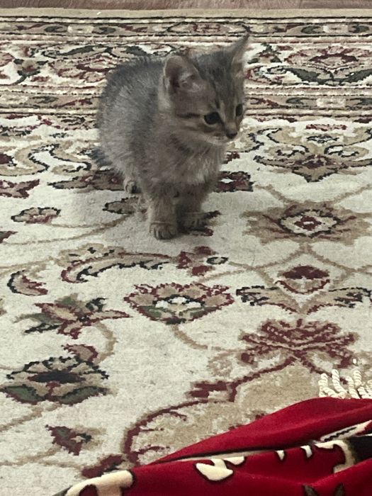 Котята двухмесячные, девочка и мальчик.