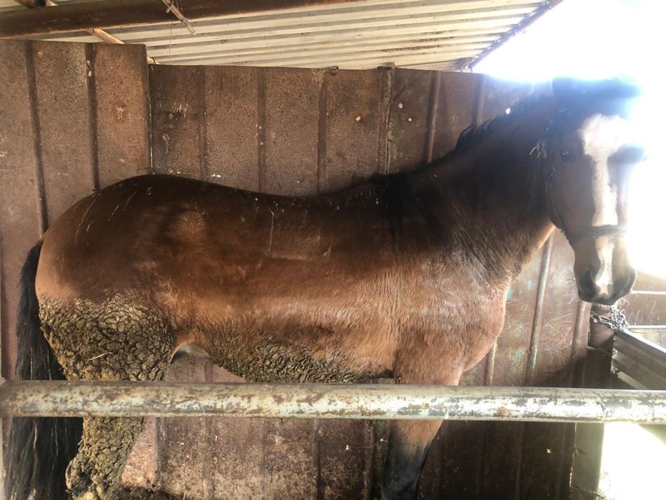 Соғым, жылқы, ет