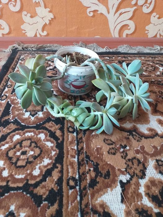 Цветы-денежное дерево