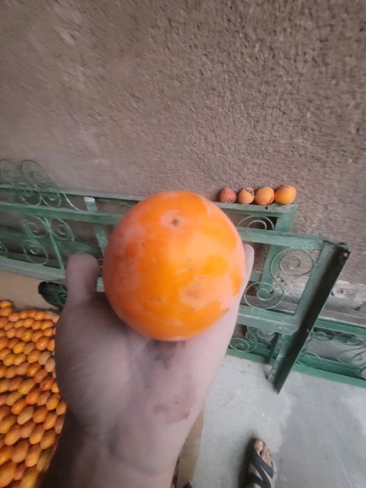 Хурмо домашний  арзон