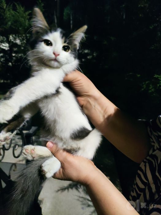 Кошечка ищет семью