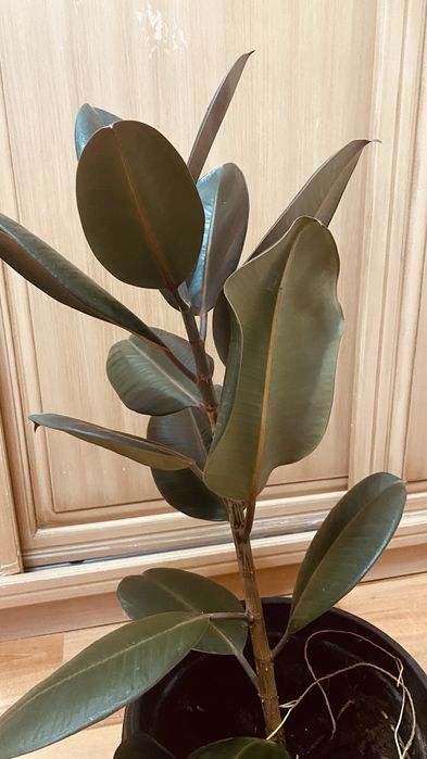 Продам домашнее растение фикус