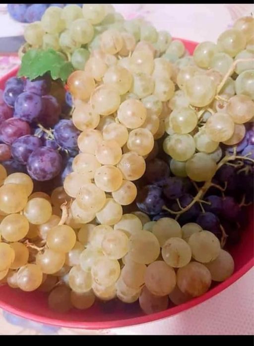 Vand struguri de vin