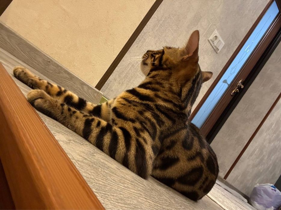 Продается бенгальский кот