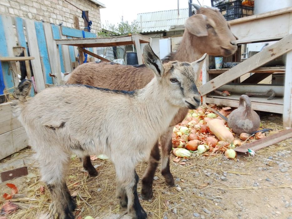 Козлята  молочой пароды,от35 тыс.