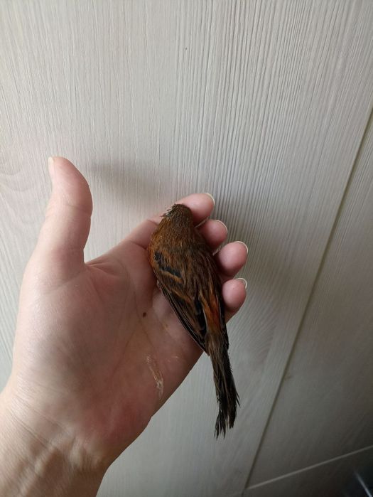 Канарейка самка, готовая.