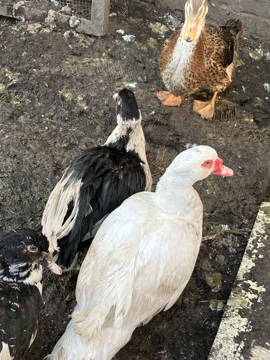 Продаю уток , индоуток ,гусей