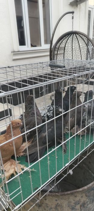 Голуби Двухчубые Продажа