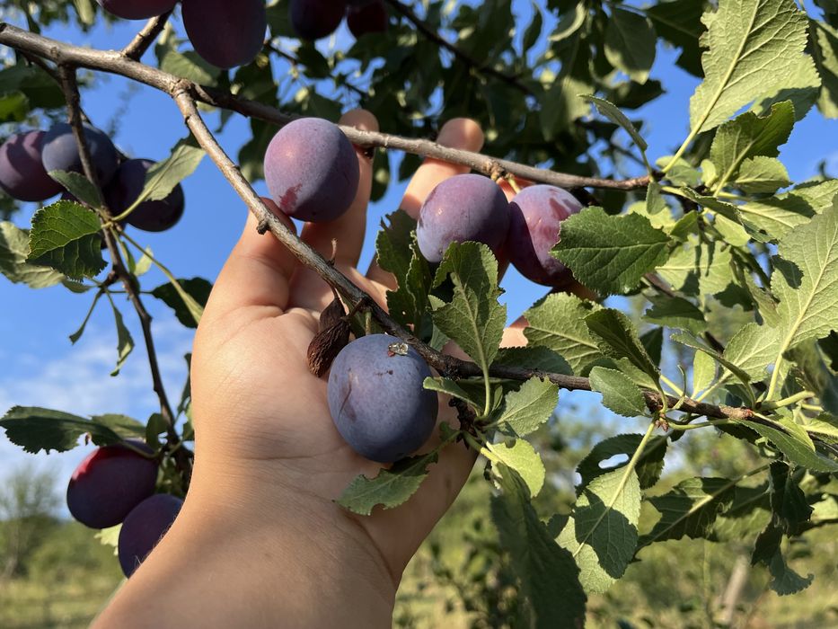 Prune de țuică bine coapte, randament maxim