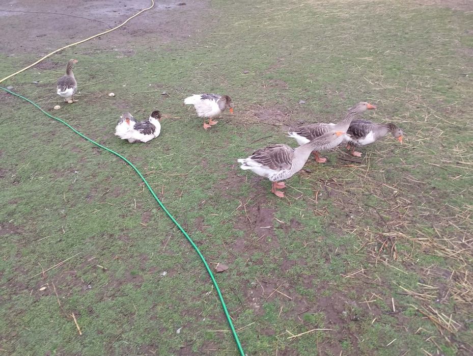 Продавам гъски и гъсета