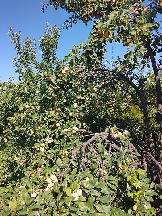 Продам сливу домашнюю