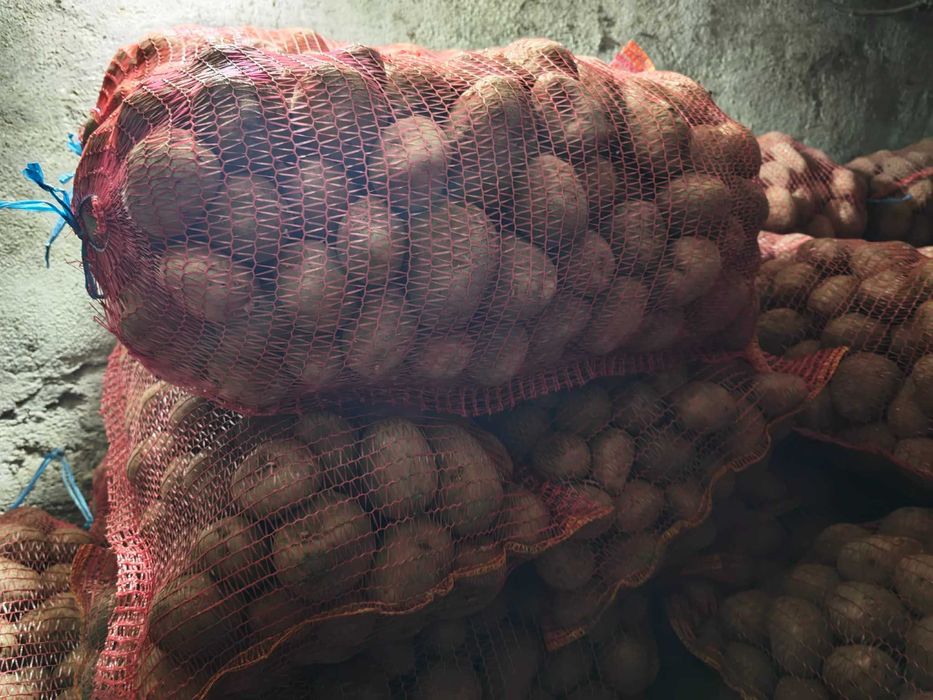 Cartofi consum Bellarosa