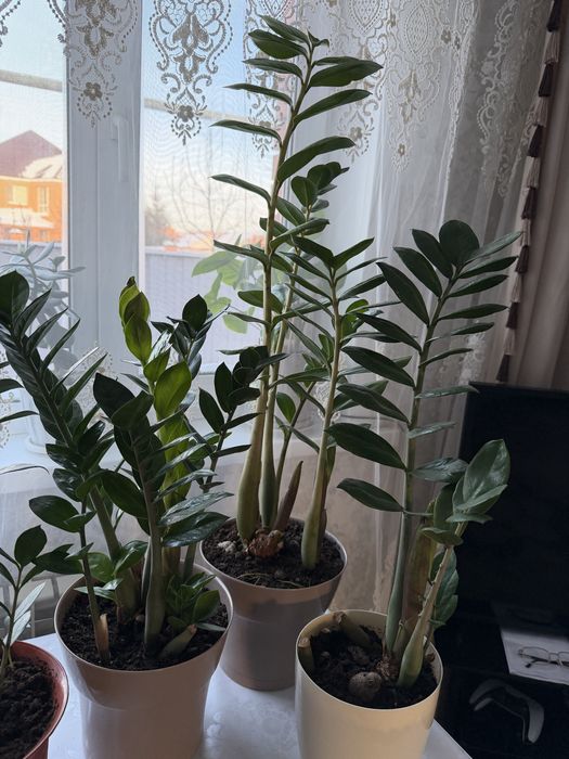 Продам замиокулькас долларовое дерево