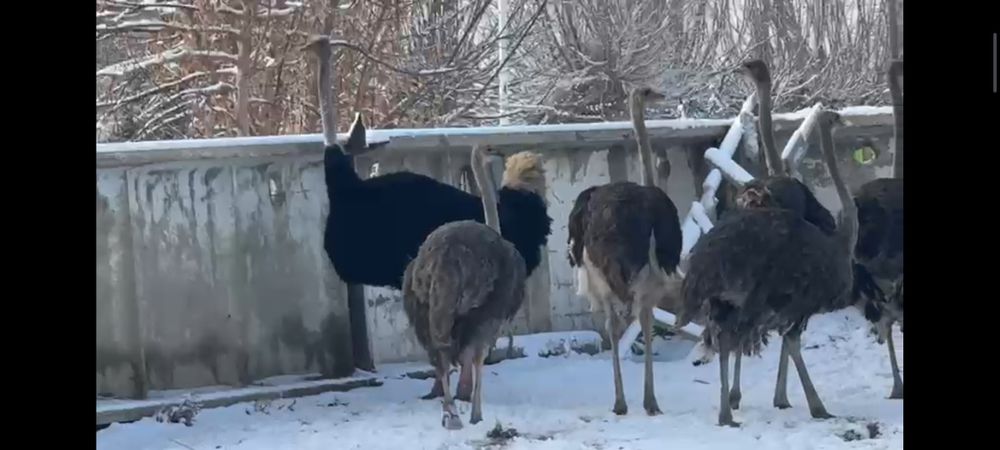 Африканские Страусы Түйеқұс