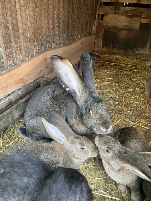 Urias german femele si masculi