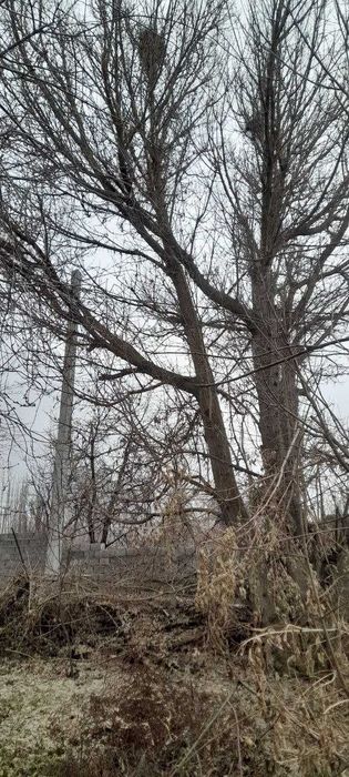 Продам деревья на дрова. Многолетние, стволы толстые.