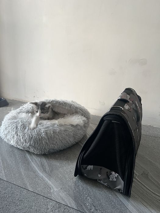 кошка пушистый парода лежак+сумка новый
