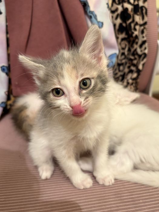 Отдам котят в добрые руки!