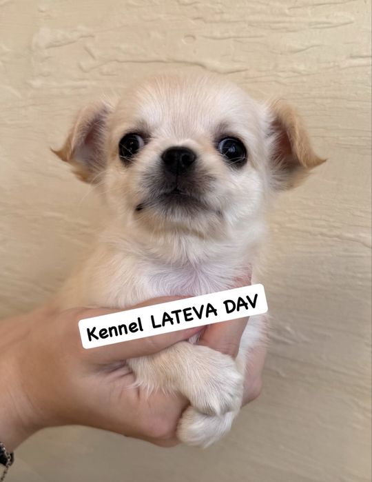 Чихуахуа мальчишки!!!