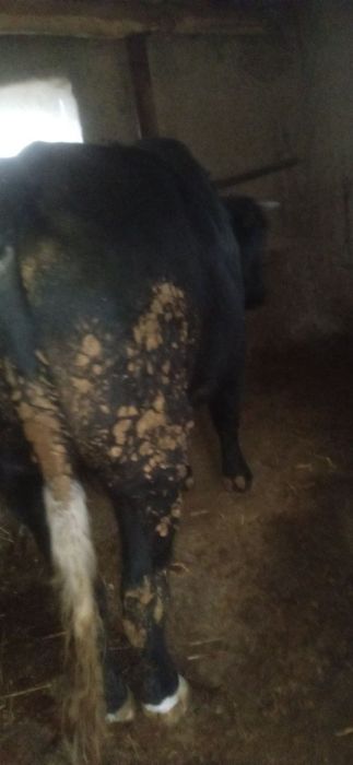 Boʻqa sotiladi , Manzil Namangan viloyati Chust tumani Gʻova qishlogʻi