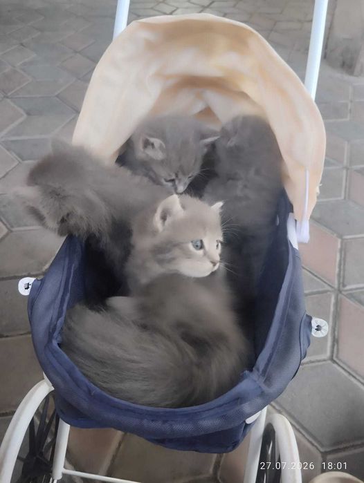 Котята .                               .