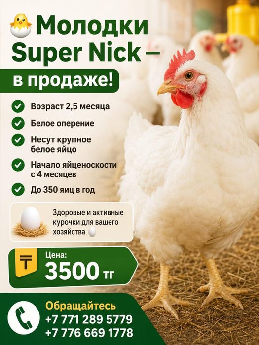 Продам курей молодок разных пород