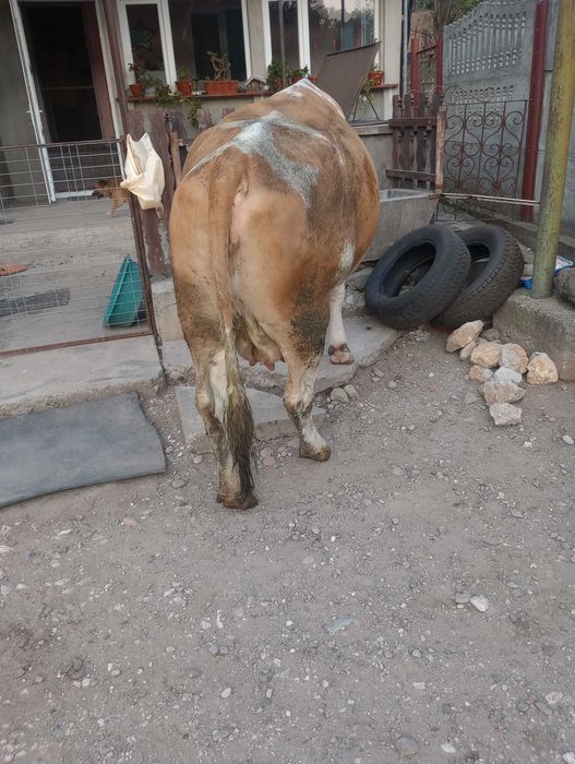 Vând vacă Bălțată Românească, gestantă, 5 ani – talie foarte mare, fără coarne, foarte bună de lapte