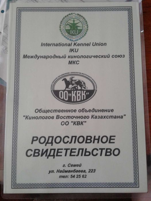 Продам щенков русского охотничьего спаниеля.