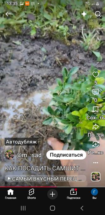 Саженцы самшитов