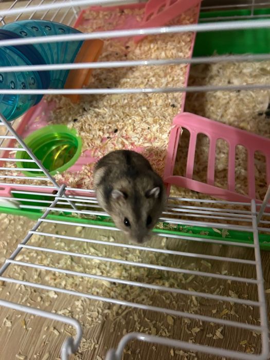 Pui de hamsteri pitici