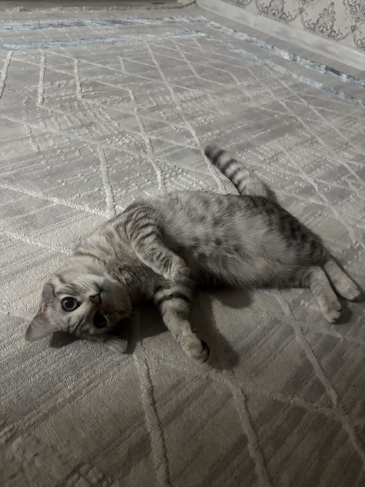 Британская короткошёрстная кошка