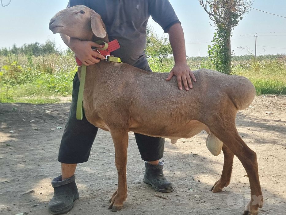 Arashan zoti, sifatli, baquvvat, sog'lom, qo'chqorlar sotiladi