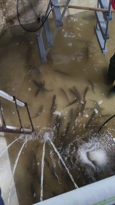 Продажа мальков фарельи